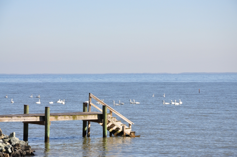 Room For Rent Deale Beach, MD